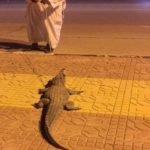 Crocodile in Saudi Arabia