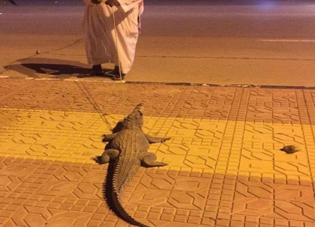 Crocodile in Saudi Arabia