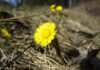 This Flower Blossoms on the Call of Adhan