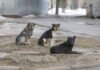 According to the New Study: The Latest Coronavirus Comes From Dogs